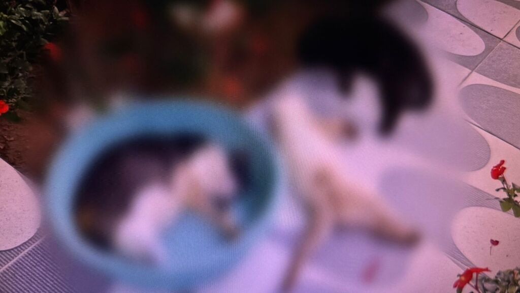 Polícia e Semma investigam envenenamento de gatos em Vitória do Xingu; seis animais foram encontrados mortos