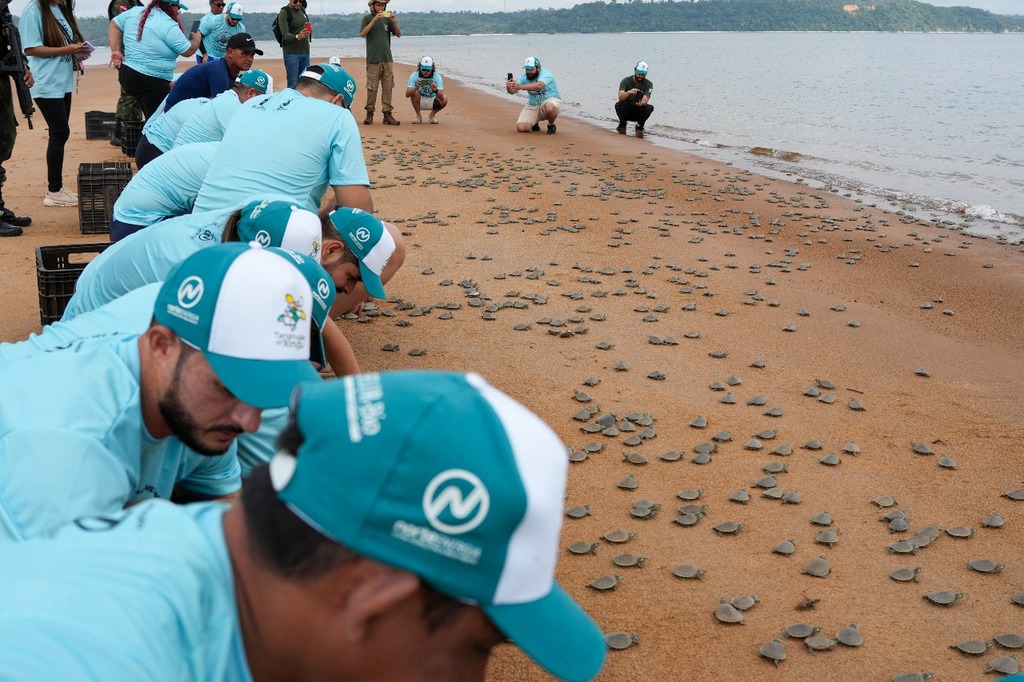 Soltura de filhotes de tartarugas no Rio Xingu mobiliza voluntários