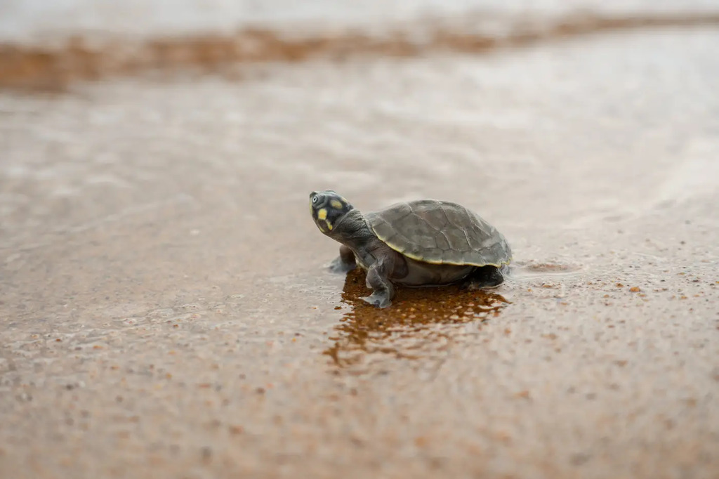 Parceria fortalece a conservação de quelônios no rio Xingu e reintegra mais de 360 mil filhotes em 2025